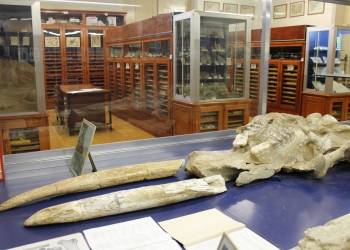 Mastodont del Museu de Geologia del Seminari de Barcelona