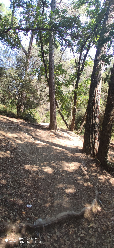 Vista detall del sender a l'altura de la zona boscosa.