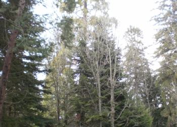Sequoia de Vila-seca