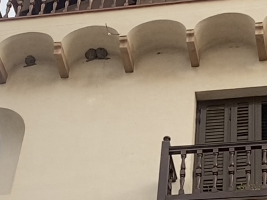 Una segona colònia de nius a la Llotja vella. Fotografia: Ajuntament d'Arenys de Mar