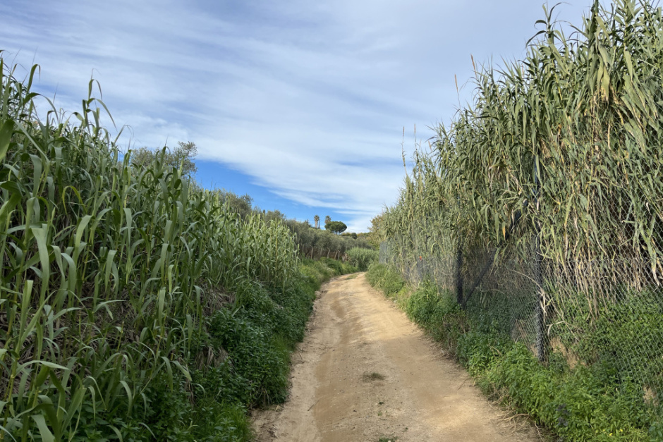 Fotografia: Ajuntament d'Arenys de Mar