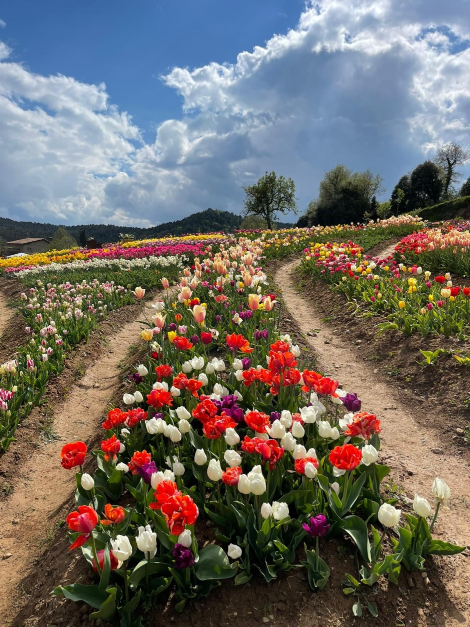 Tulipmania en temporada de tulipes 