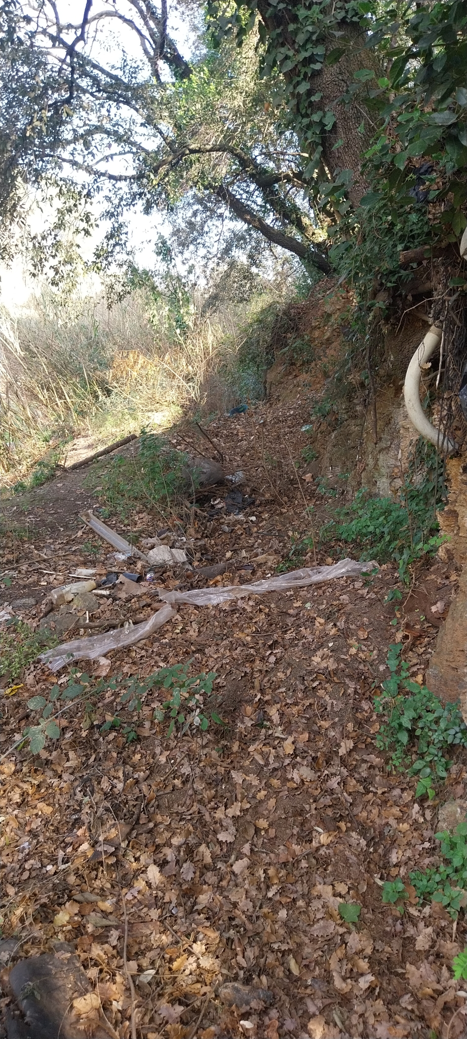 Rec a la dreta  de la riera de Cervelló. 