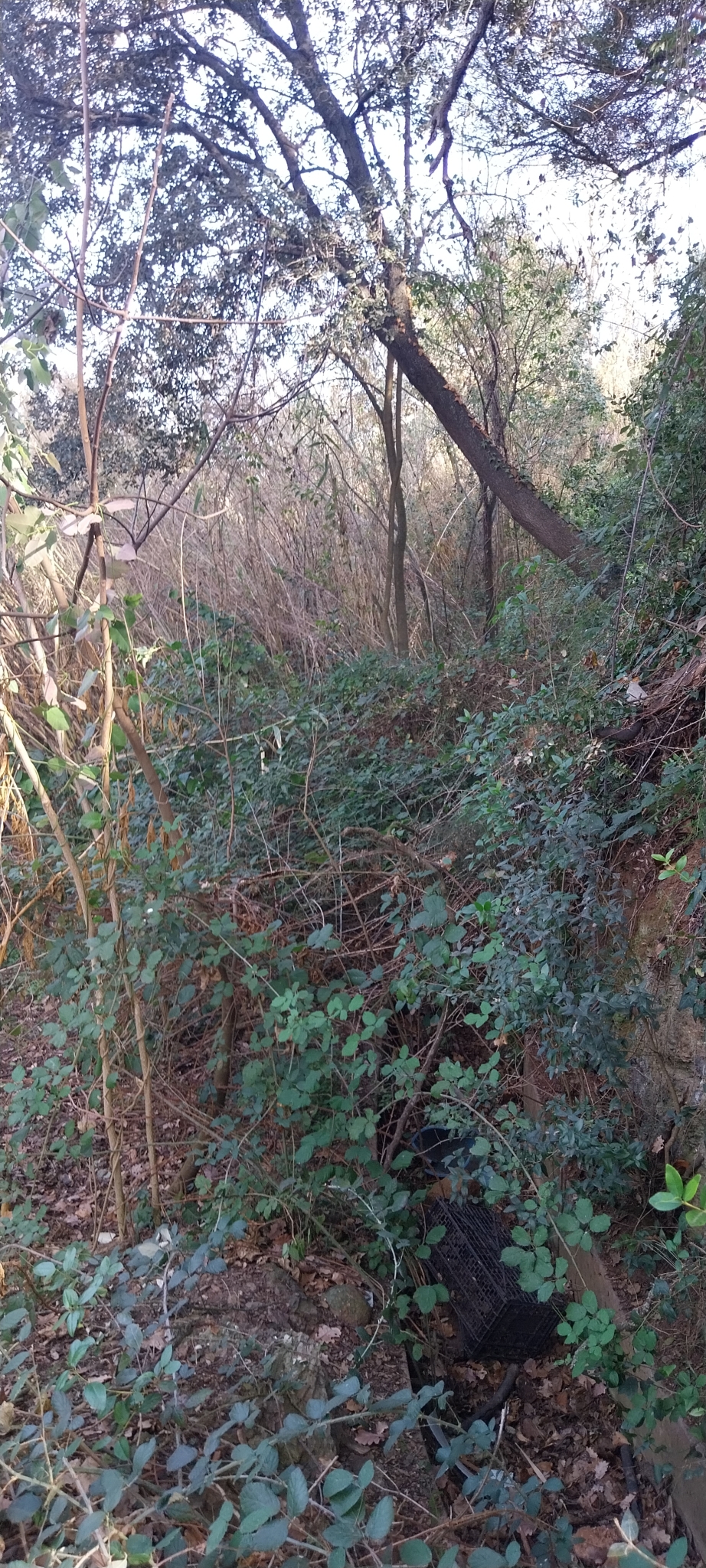 Rec a la dreta  de la riera de Cervelló. 