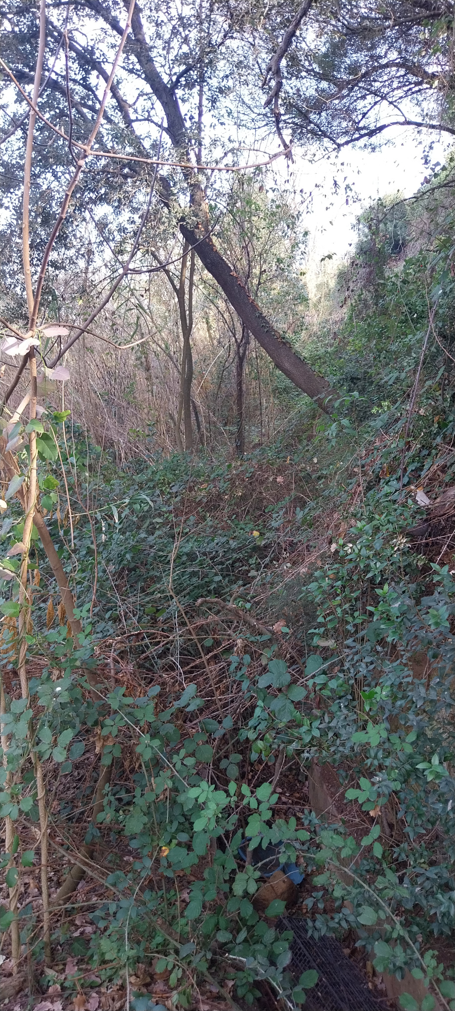 Rec a la dreta  de la riera de Cervelló. 