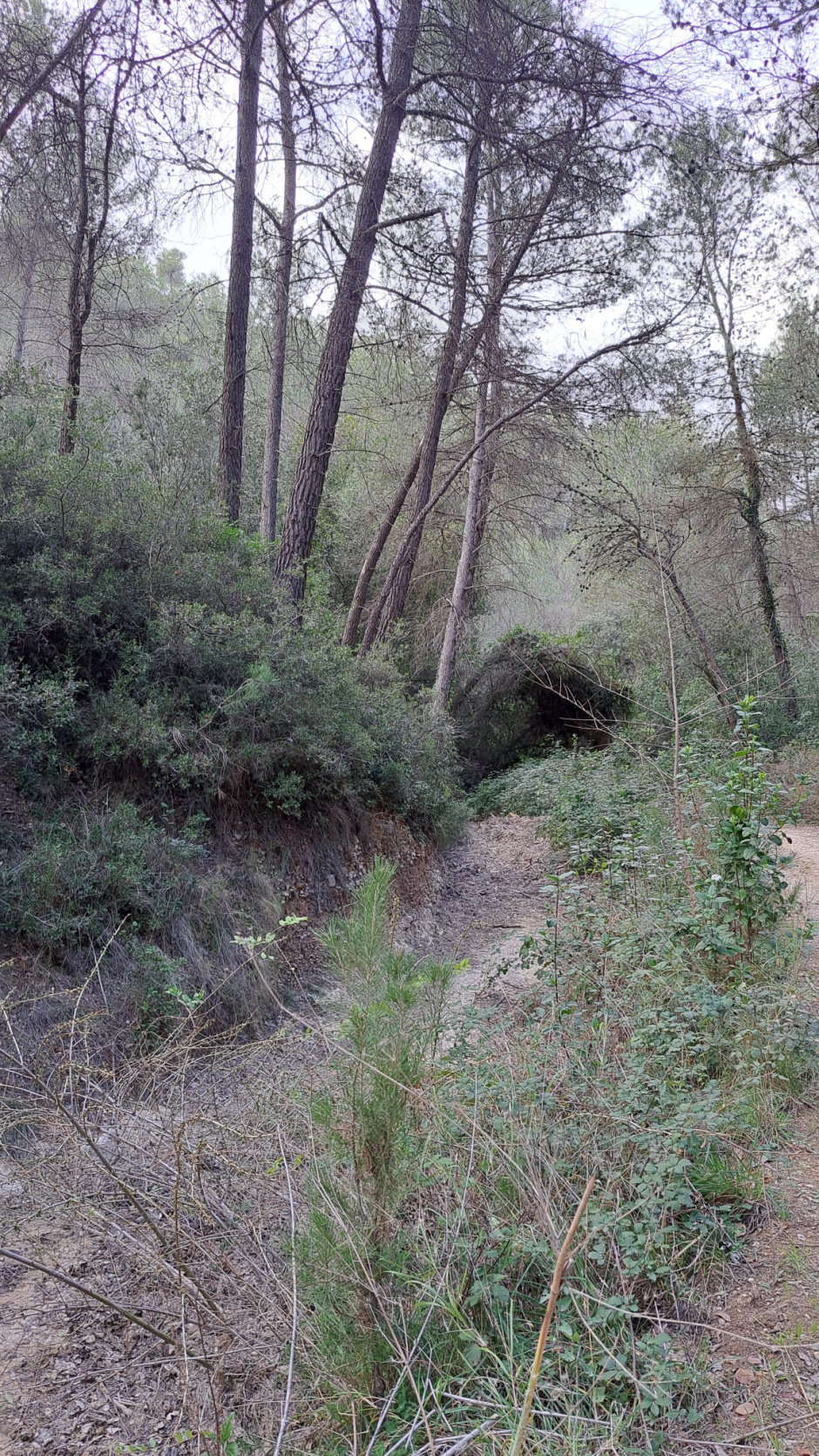 Els corrents d'aigua acompanyen en part el seu recorregut. 