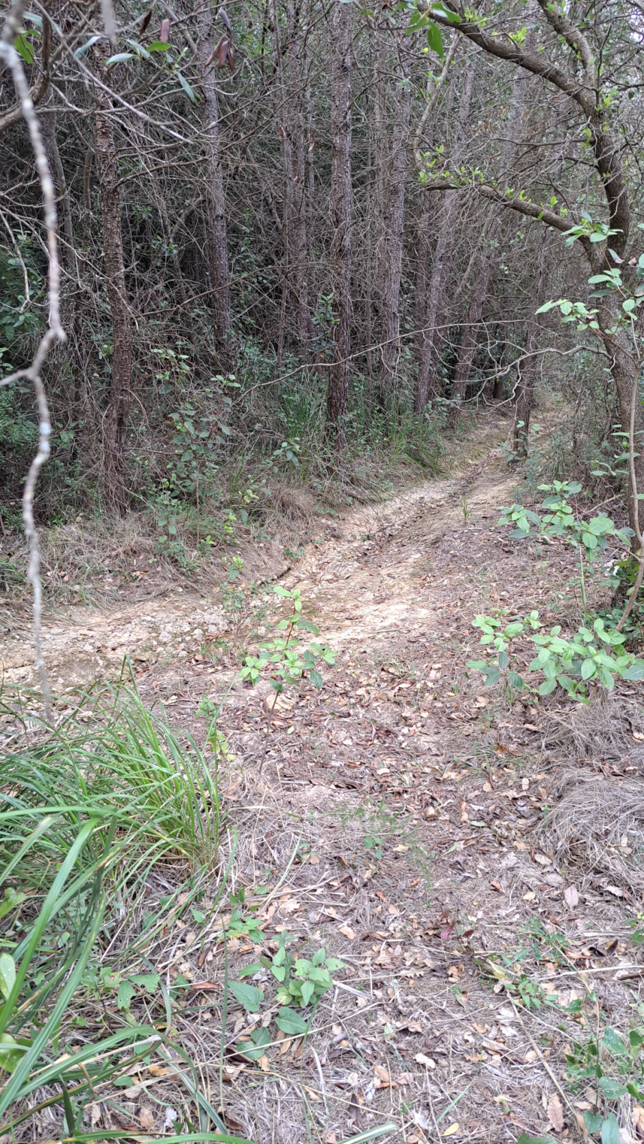 El camí transcorre al costat d'escorrenties d'aigua que són aportades pels diversos fons que solquen els pendents que el flanquegen. 