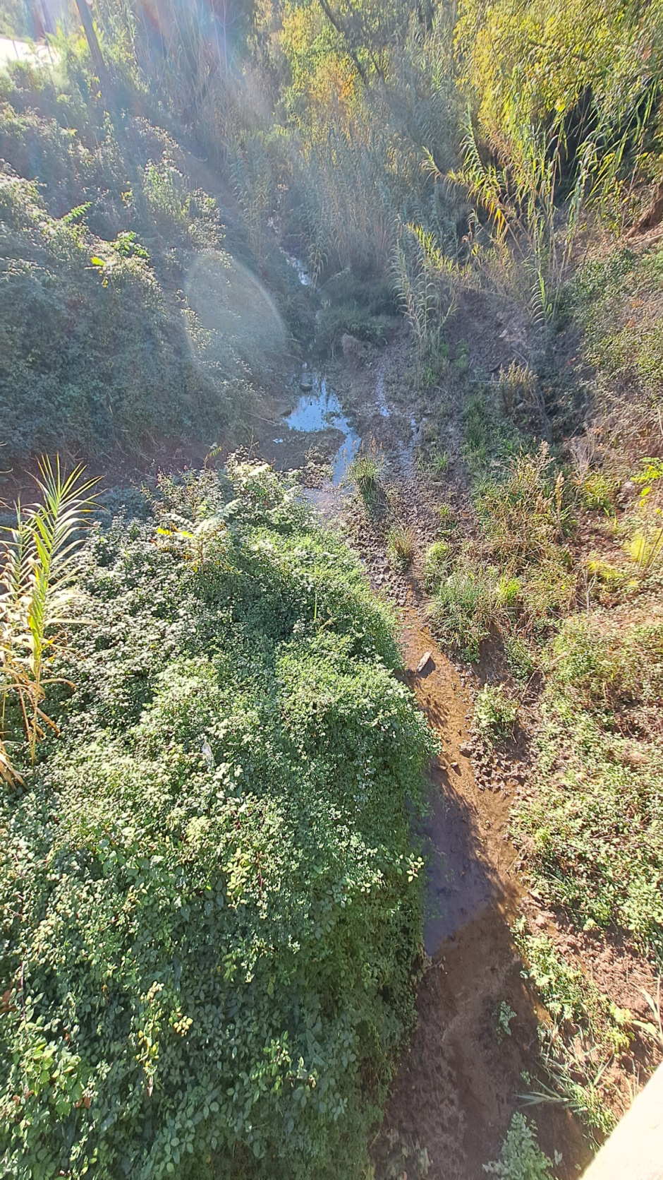 Oms i altres espècies de ribera es troben en el seu curs.
