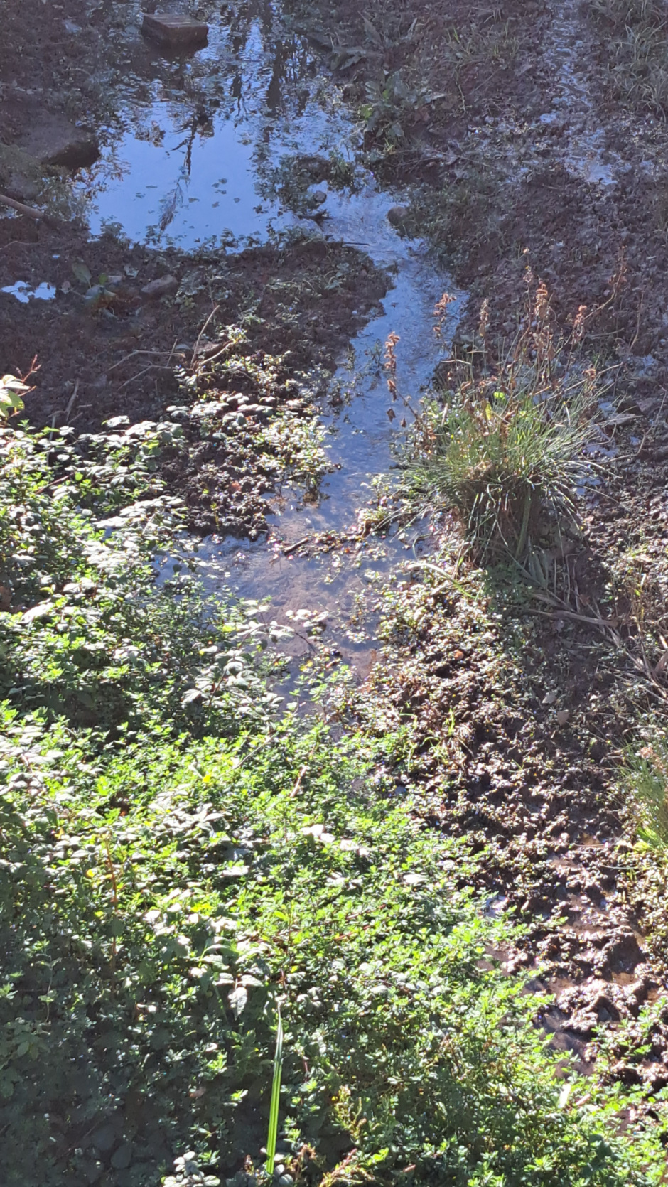 Imatge del curs mig de la riera. 