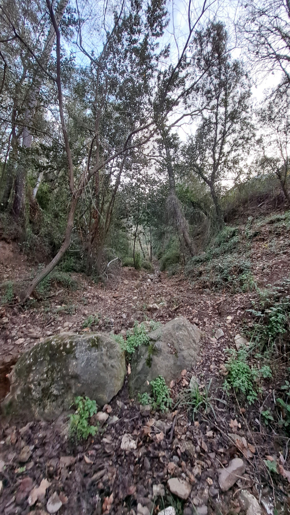 La riera a la font d'el Roure en la confluència amb el Torrent d'en Güell.