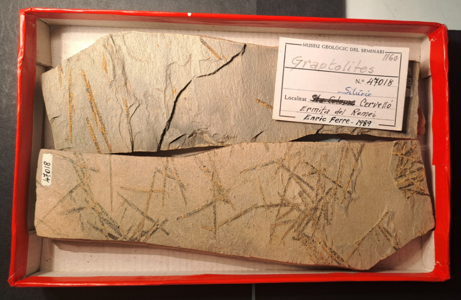 Graptòlits de l'Ermita del Remei.