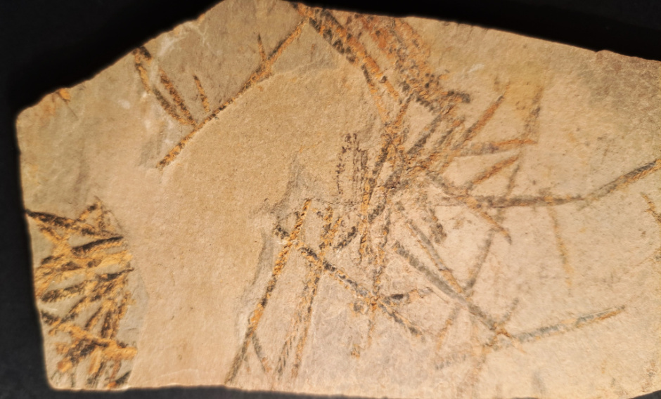 Detall dels graptòlits.