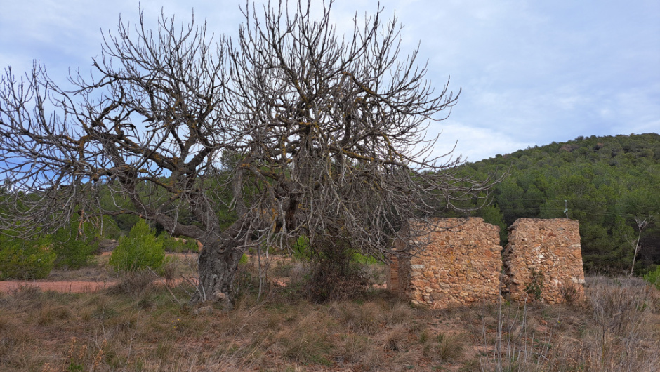 La caseta i la figuera que li fa ombra.