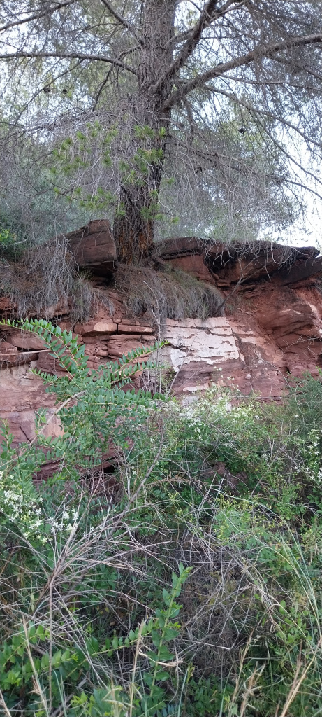 Restes de pedrera envoltades de vegetació. Imatge d'un indret aturat en el temps.