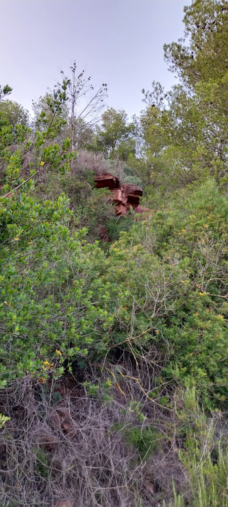  Actualment la vegetació engoleix la que va ser una de les pedreres.