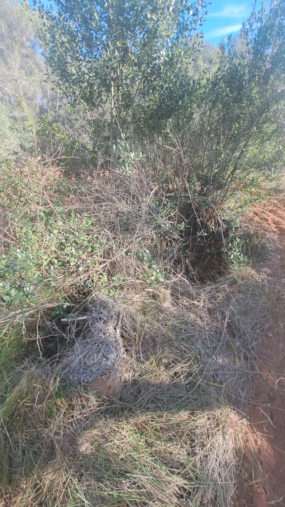 Vegetació de la zona