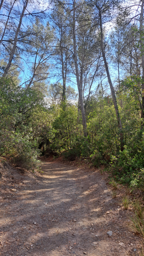Camí a la vora les vinyes