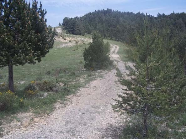 Tram del camí amb la vegetació al seu entorn