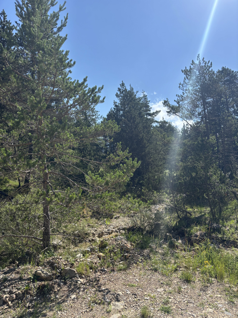 Tram amb vegetació existent del camí