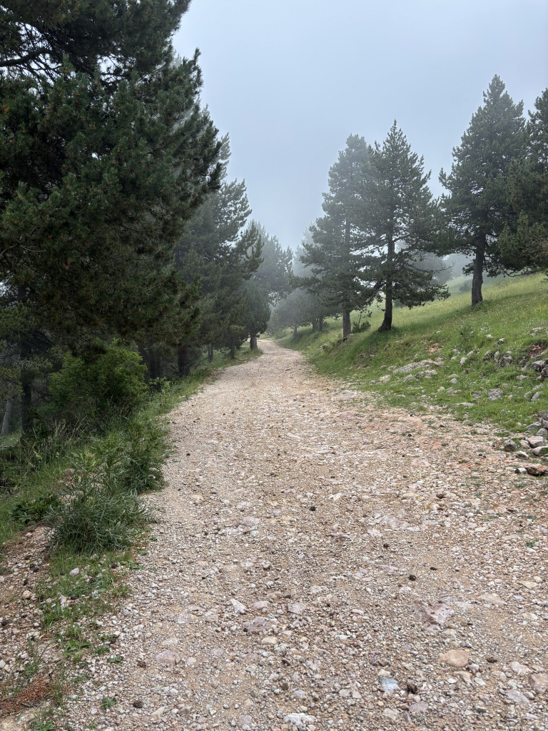 Tram de pujada del camí a Rasos de Peguera amb la vegetació del seu entorn