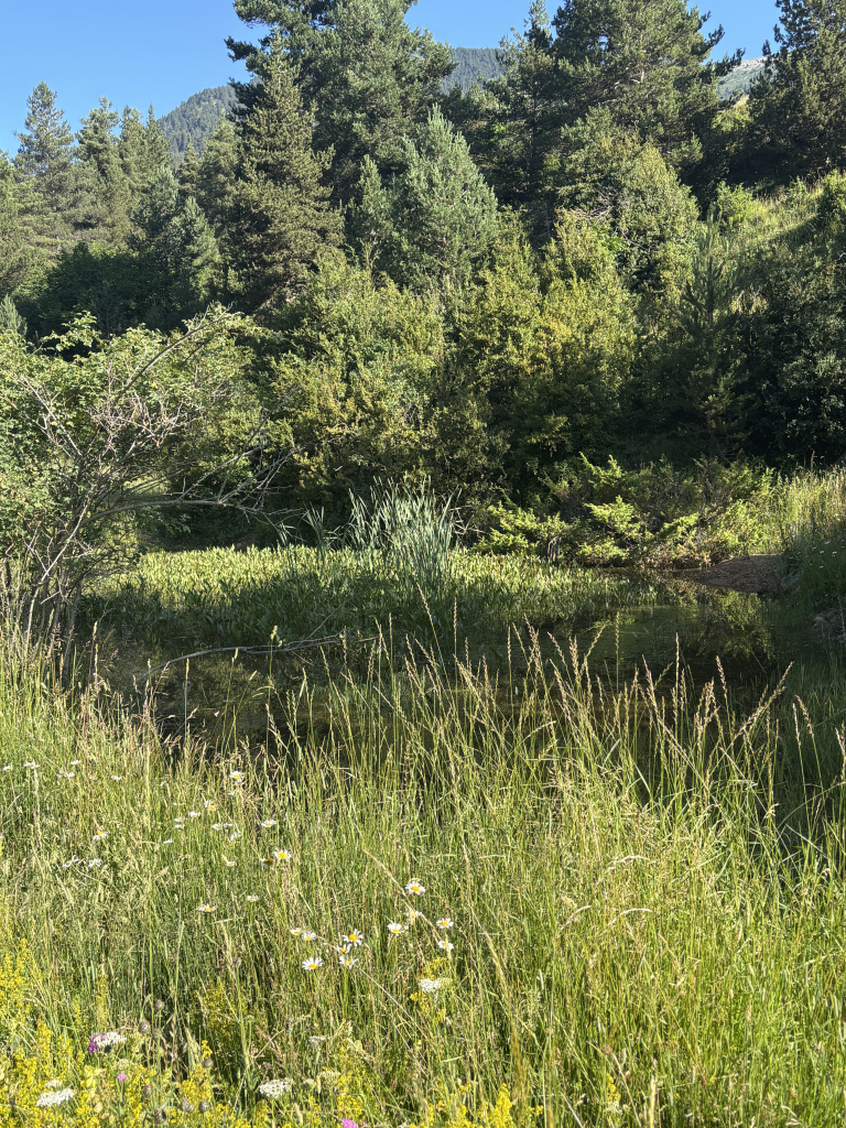 Vegetació que envolta i forma part del petit estanc
