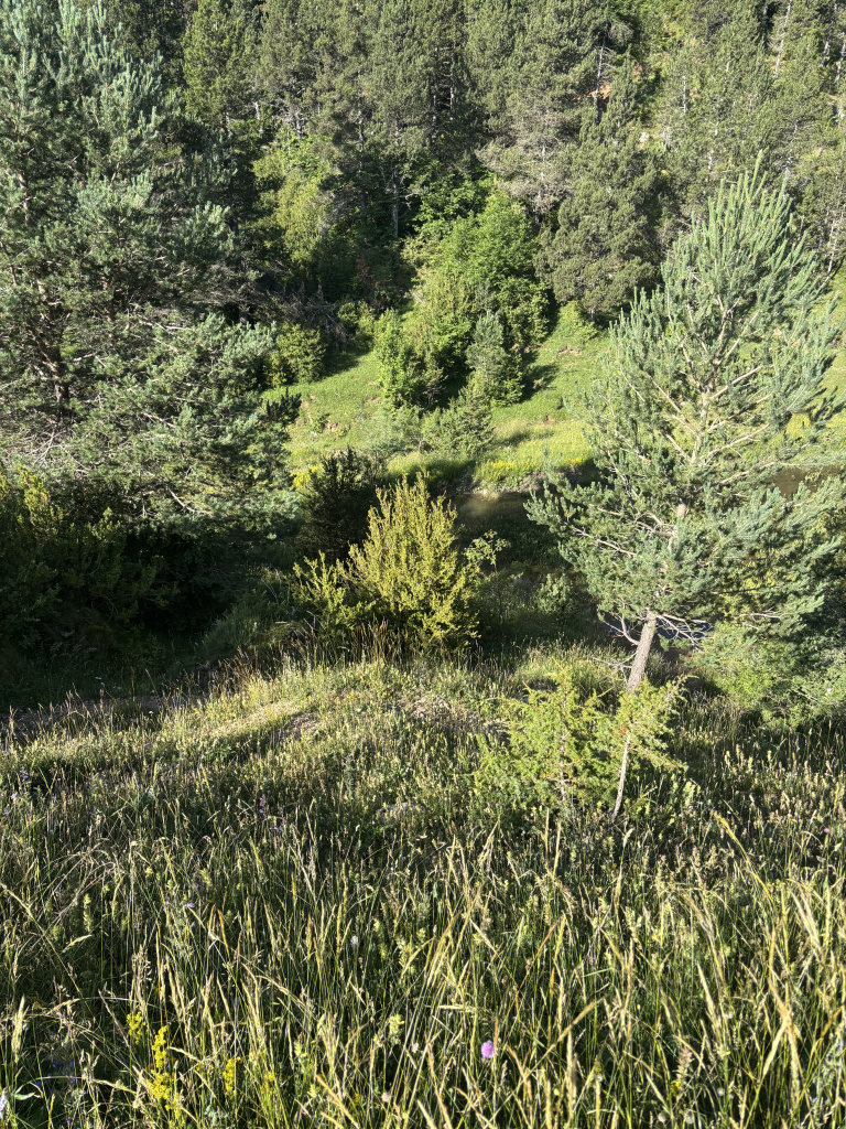 Vegetació a l'entorn de la llacuna