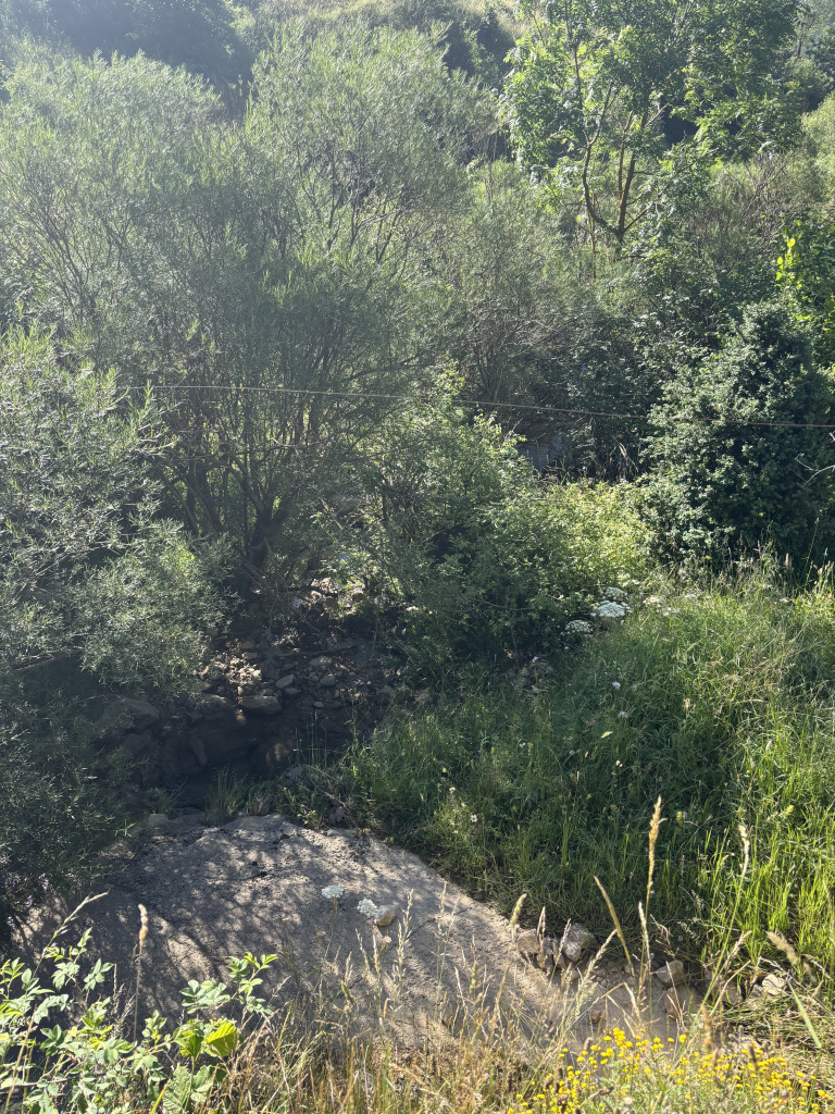 Vista de la vegetació del torrent