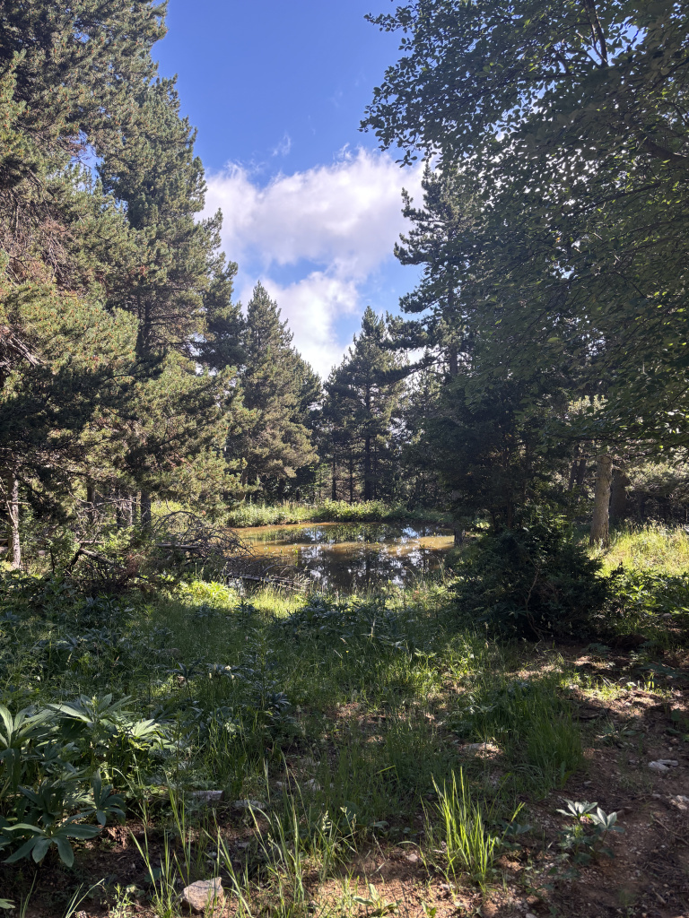 Imatge del petit estany amb els arbres al seu entorn
