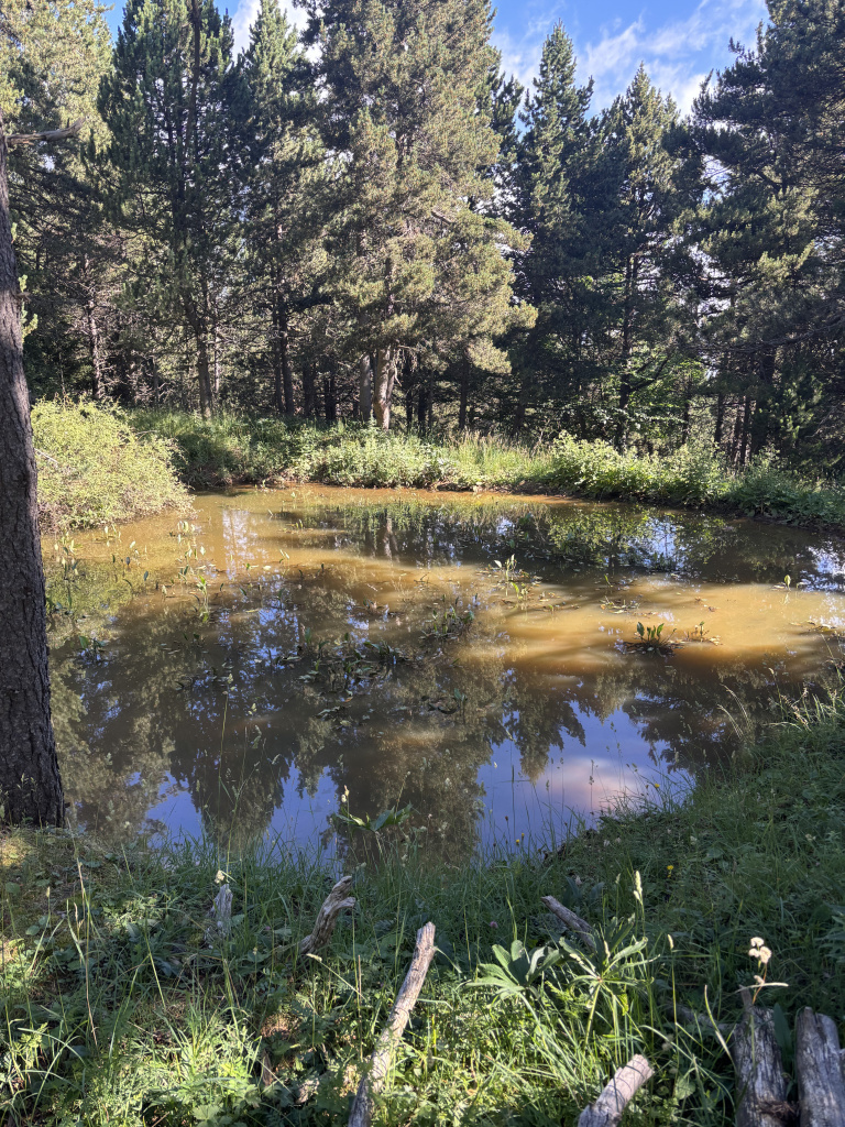 L'estany amb la vegetació 