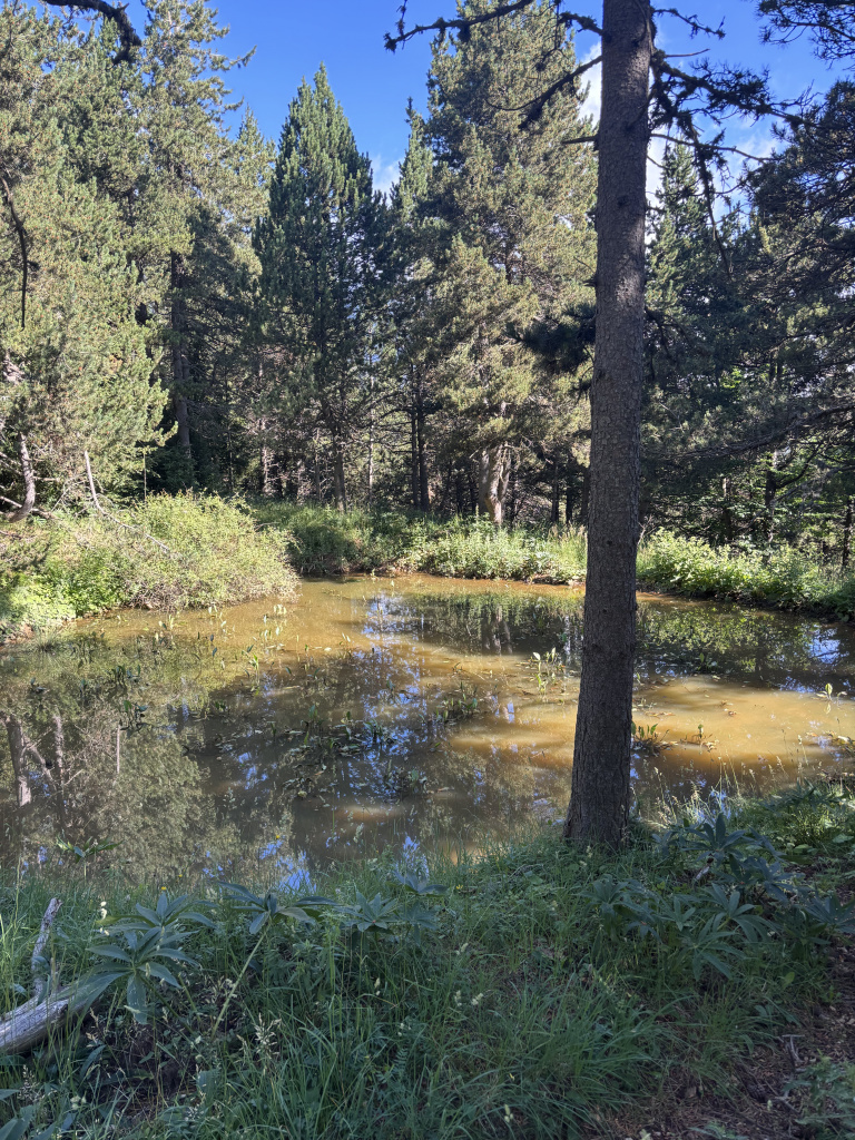Vista dels avets que envolten l'estany