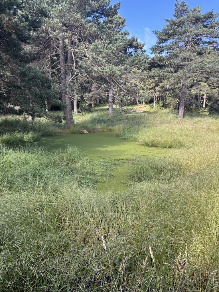 Imatge de l'estany amb els avets al seu entorn