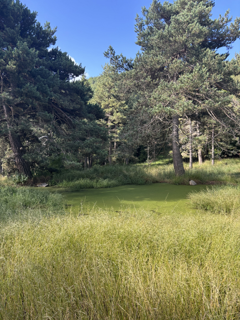 El verdet present sobre l'aigua