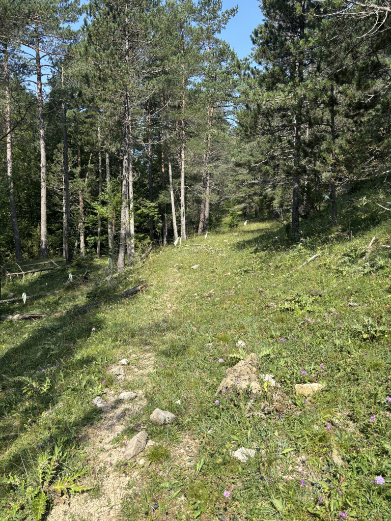 Camí d'entrada en direcció als pisos de Peguera i a la mina Eureka