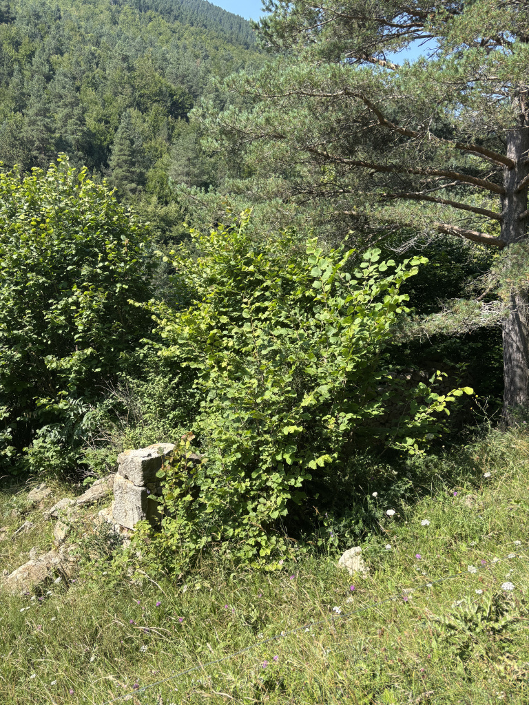 Imatge dels fonaments d'un dels edificis dels Pisos de Peguera