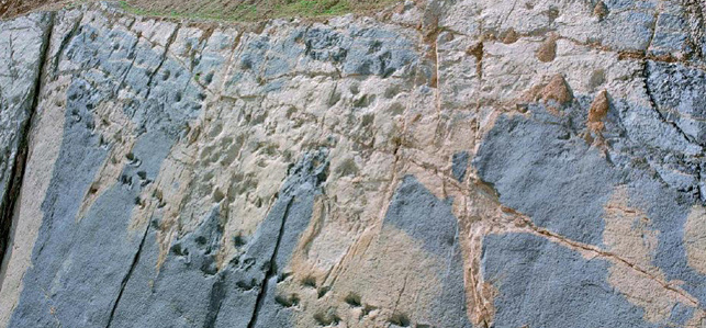 Imatge de les Icnites