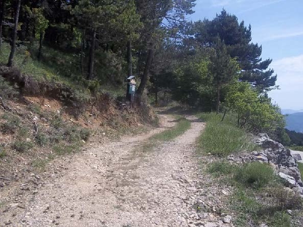 Vista de la pista forestal del camí al Coll de Fumanya