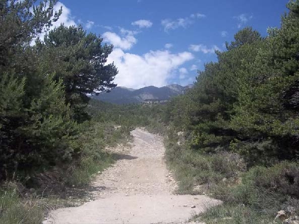 Tram del camí amb vegetació al seu entorn