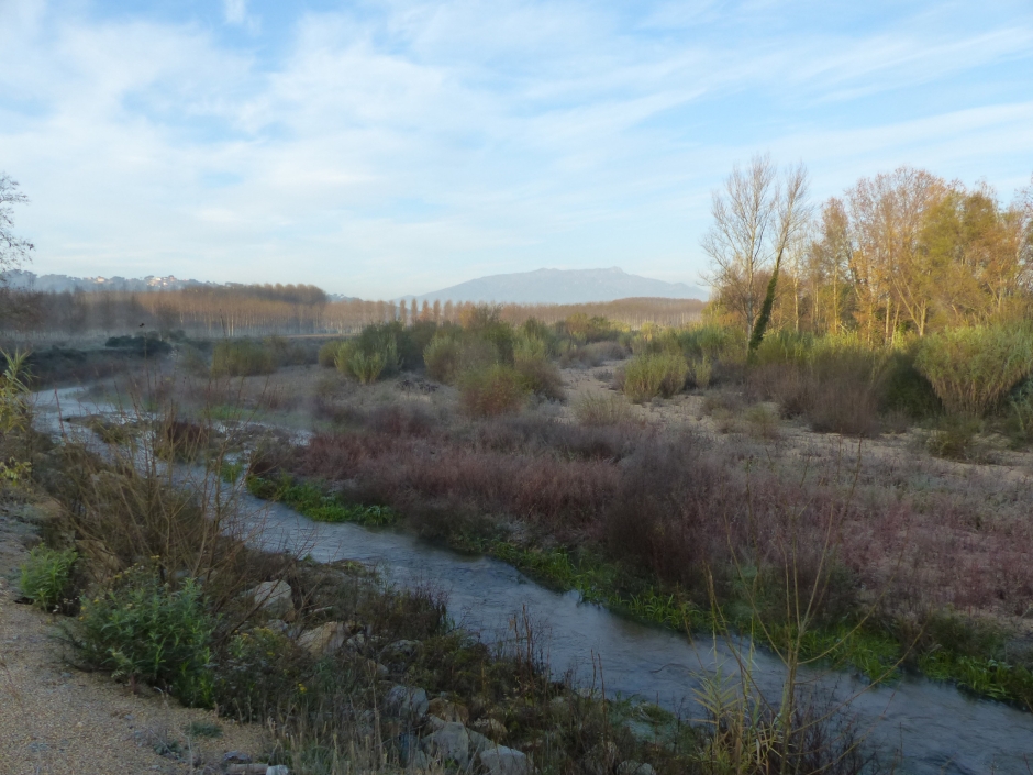 La Tordera. Detall de de l'acumulació de sorres i vegetació prop de l'església de Sant Ciprià que amb les torderades provoca destrosses en el camí d'accés.