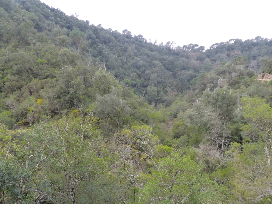 Parc del Montnegre i el Corredor al capdamunt de la riera de Ramió.