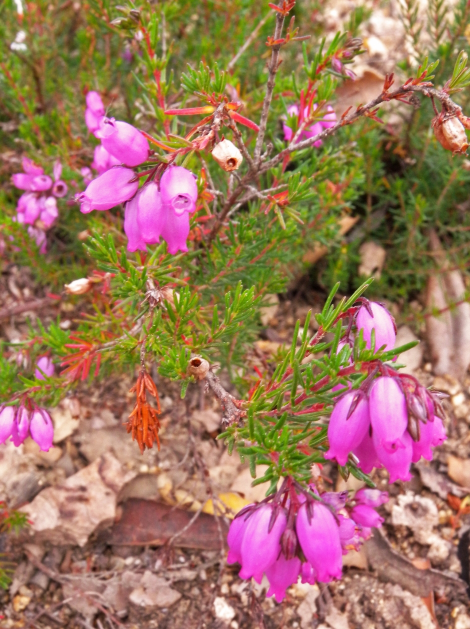 Erica cinerea. Fotografia facilitada per la Xarxa de Parcs Naturals - Parc del Montnegre i el Corredor