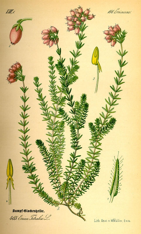 Planxa realitzada per Otto Wilhelm el 1885. Dins Flora von Deutschland, Österreich und der Schewiz in Wort und Bild für Schule und Haus.