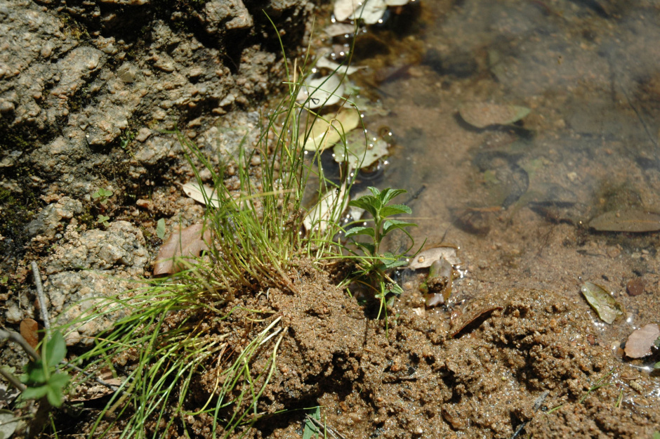 Isoetes durieui. Fotografia cedida per la Xarxa de Parcs Naturals - Parc del Montnegre i el Corredor