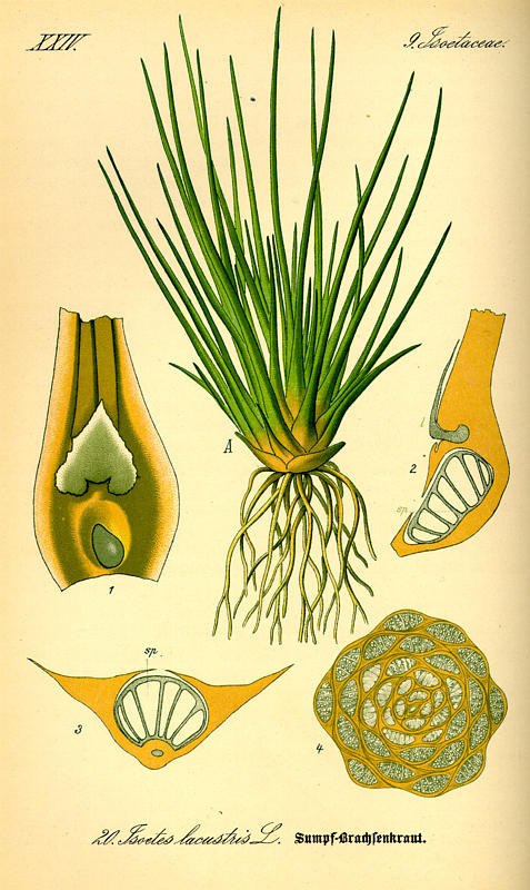 Il·lustració d'Otto Wilhelm el 1885. flora von Deutschland, Österreich und der Schewiz in Wort und Bild für Schule und Haus.