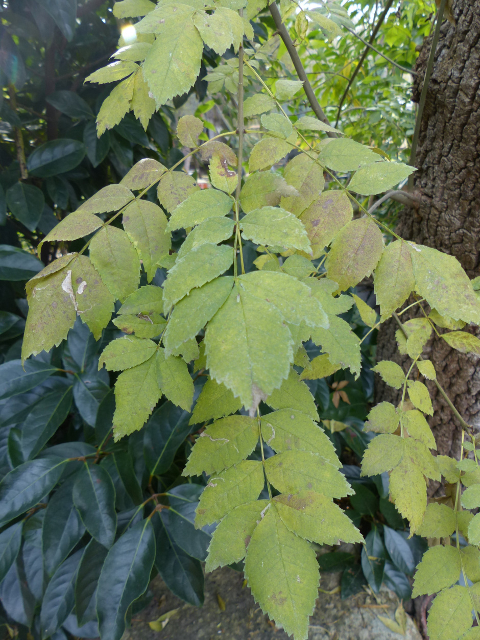 Detall de les fulles d'un feixe de fulla gran (Fraxinus excelsior)