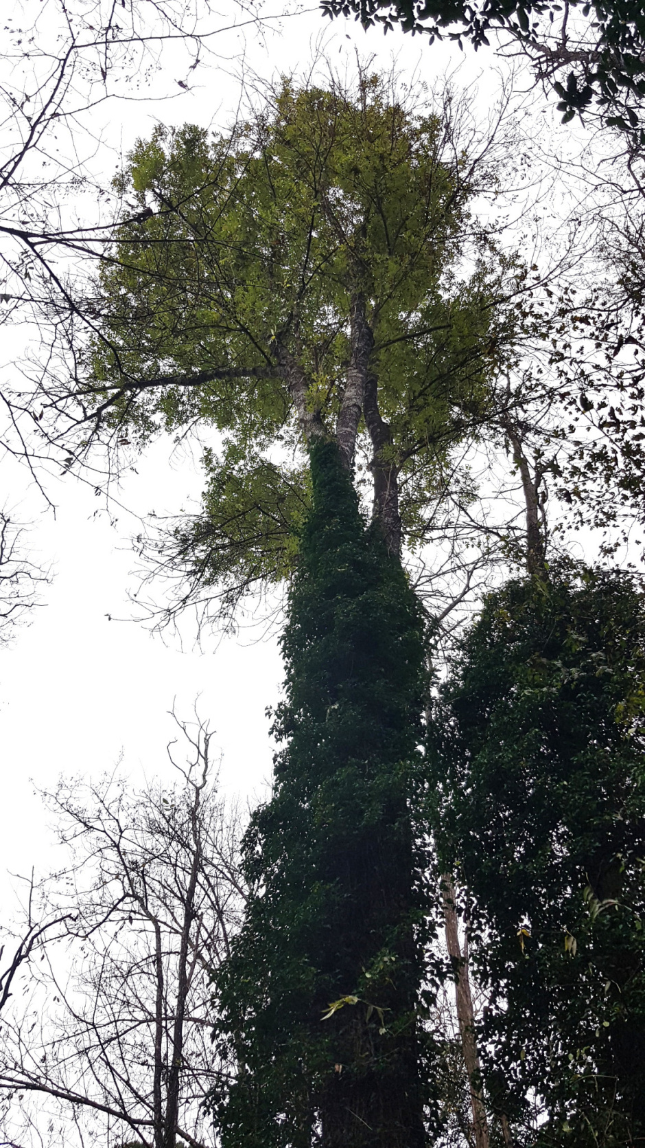 Detall del tronc i capçada del freixe de Can Bruguera. Fotografia cedida per la Xarxa de Parcs Naturals - Parc del Montnegre i el Corredor