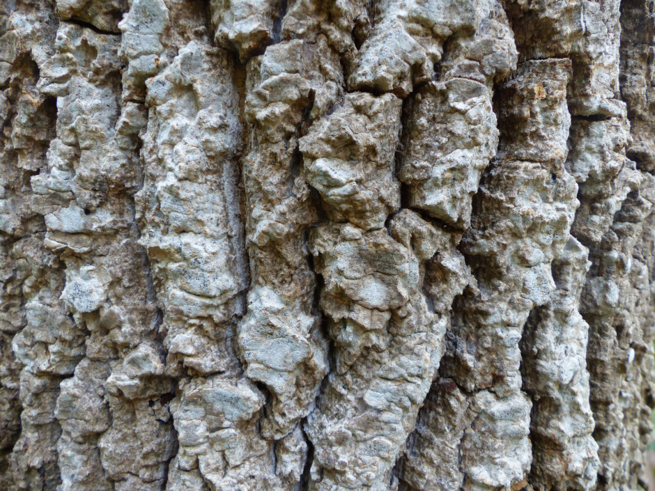 Detall de l'escorça d'un exemplar adult de freixe (Fraxinus excelsior)