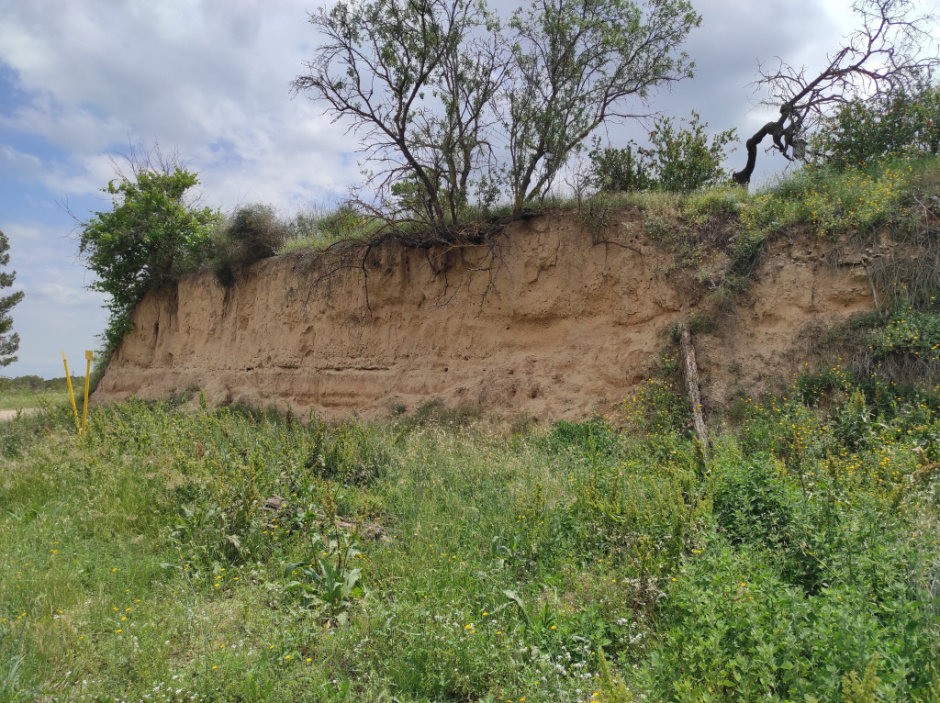 Restes de paviment i estructures d'habitatge romanes pròximes a Can Pasqual associades a la Vinya de les Parets.