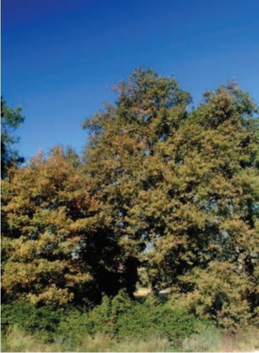 Fotografia del Catàleg d'arbres, EBIM-63