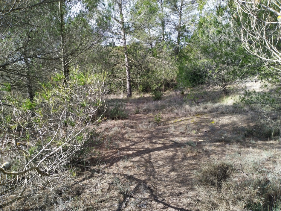 Imatge de la zona del jaciment ocupada pel bosc.