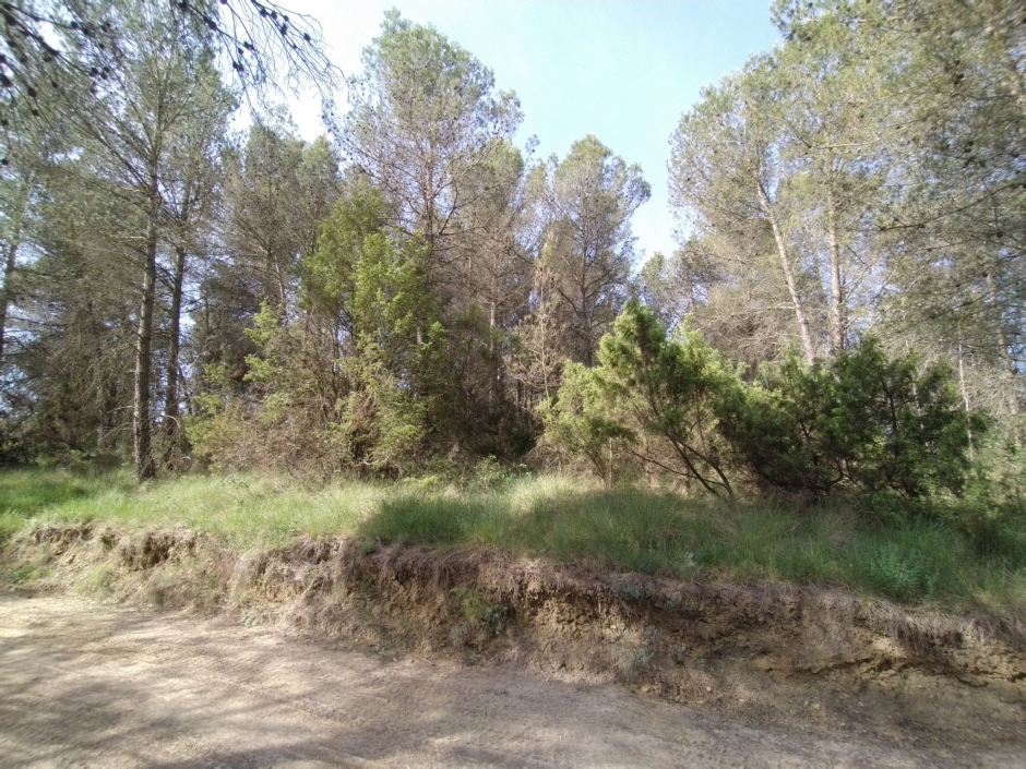 Imatge del jaciment des del camí que travessa la part boscosa.
